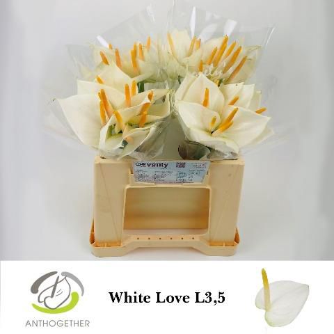 Antoryum White Love 40 Cm