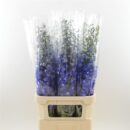 Delphinium Mor