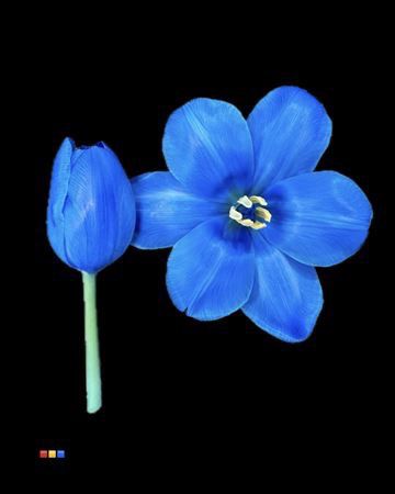 Tulipa Boyalı Blue 10 Dal