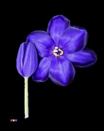 Tulipa Boyalı Purple 10 Dal