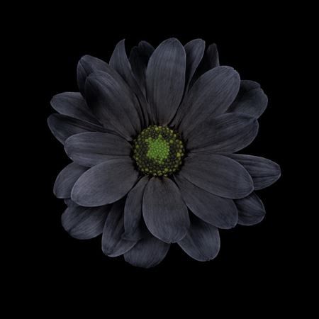 Biçme Boyalı Black 5 Dal 70 Cm