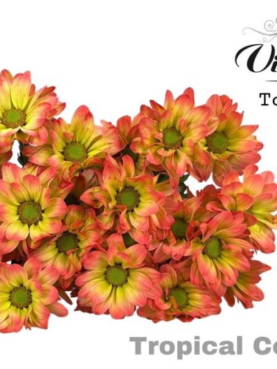 Biçme Boyalı Tropical Cocktail 5 Dal 70 Cm
