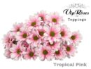 Biçme Boyalı Tropical Pink 5 Dal 70 Cm