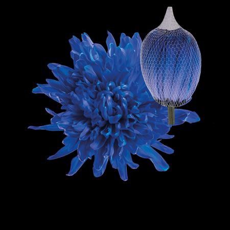 Boyalı Anastasya Blue 10 Dal