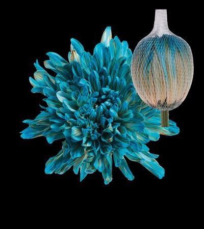 Boyalı Anastasya Blue Bay 10 Dal