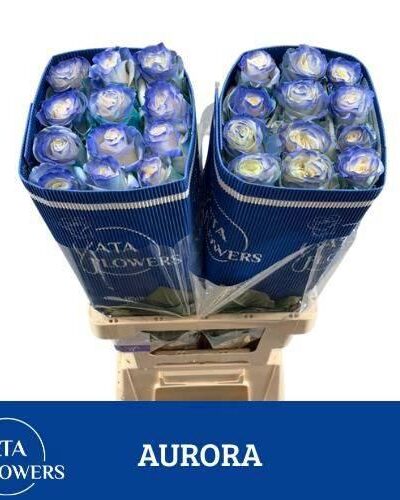 Rosa Boyalı Ekvator Aurora 25 Dal 70 Cm