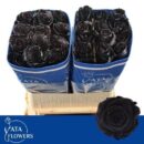 Rosa Boyalı Ekvator Black 25 Dal 70 Cm