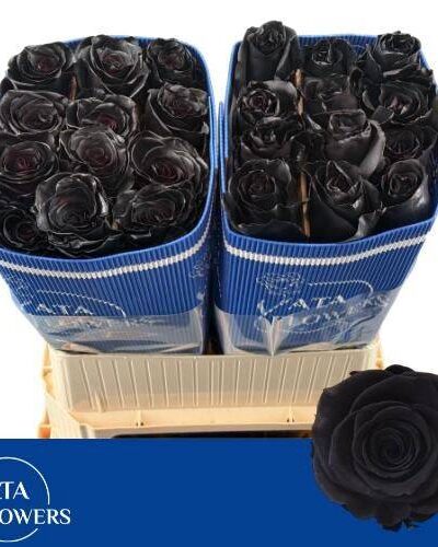 Rosa Boyalı Ekvator Black 25 Dal 70 Cm