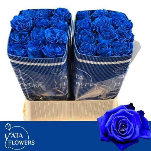 Rosa Boyalı Ekvator Blue 25 Dal 70 Cm